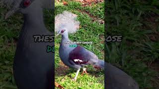 Western Crowned Pigeons