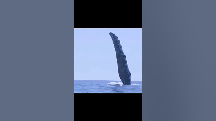 You Won’t Believe How This Man Saved a Whale #shorts #shortsfeed #shortvideo #animals