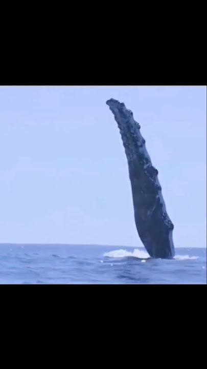 You Won’t Believe How This Man Saved a Whale #shorts #shortsfeed #shortvideo #animals