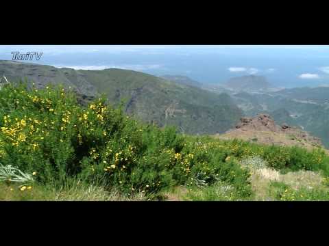 Vídeo: A Natureza Da Madeira