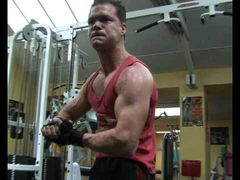 muscles of the back STEVE