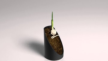 X-Ray CT imaging of Plant Root System in Soil