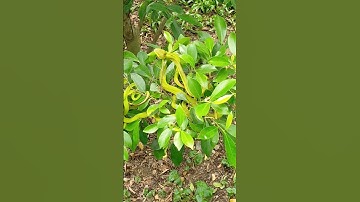 bất ngờ khi thấy rắn lục ngụy trang trên cây #animals #shorts