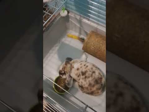 Wideo: Jak duża powinna być klatka mojego króliczka?