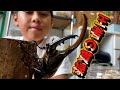 【世界最大のカブトムシ】ヘラクレスオオカブトがとにかくカッコ良い！