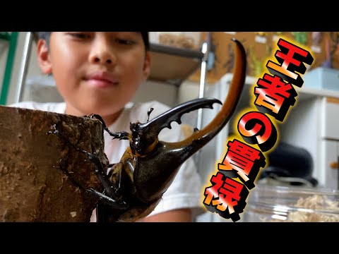 世界最大のカブトムシ ヘラクレスオオカブトがとにかくカッコ良い