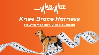 How to Measure Your Dog for the Wag Wize™ Knee Brace Harness | Step-by-Step Fit Guide 🐶📏
