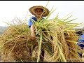Как китайские крестьяне спасают свой урожай риса.