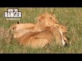 Marsh Lion Pride Finish Breakfast | Maasai Mara Safari | Zebra Plains