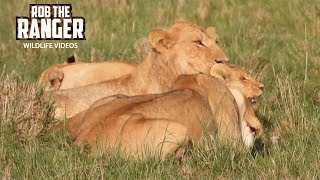 Marsh Lion Pride Finish Breakfast | Maasai Mara Safari | Zebra Plains