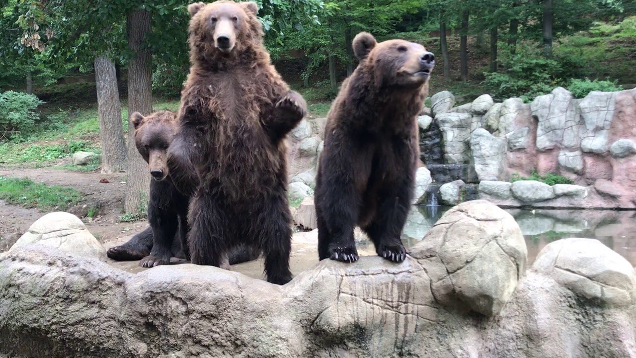 Komentované krmení medvědů kamčatských Zoo Brno