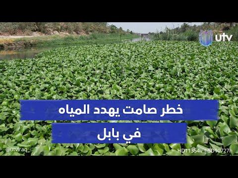 زهرة النيل تتكاثر بشكل مقلق في بابل نبتة بجمال مخادع تجفف الأنهار وتفاقم المشاكل