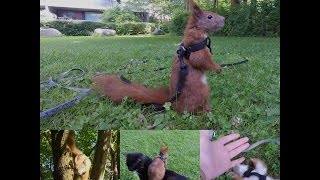 Tintin's Adventures: New Camera