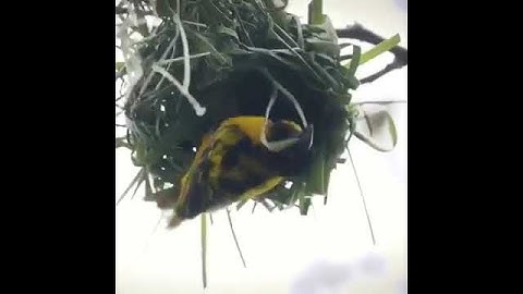 Nest building The engineer bird || rufous hornero nest building ||