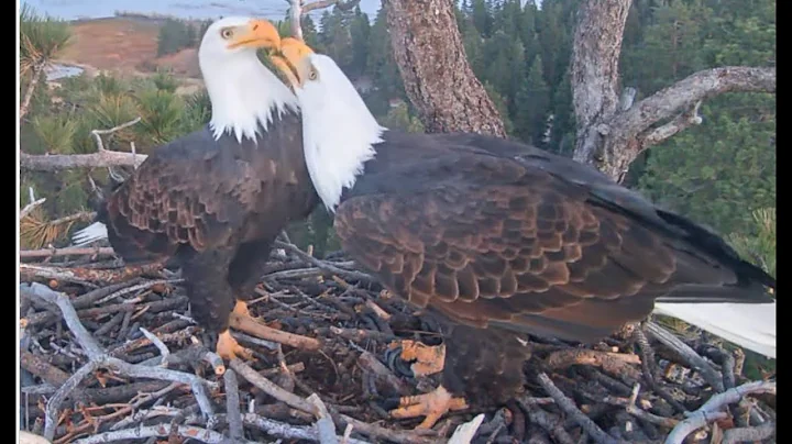 Jackie is waiting for Shadow 06.12.2025 @FOBBVCAM