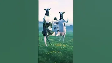 علاوي لاوي لاوي 