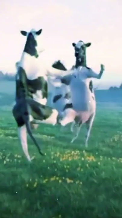 علاوي لاوي لاوي🤣.....