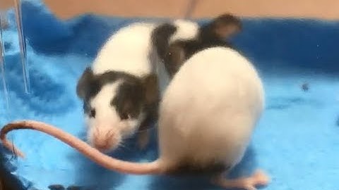 Interstellar mice