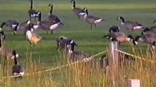 Repel Canadian Geese With GooseBuster