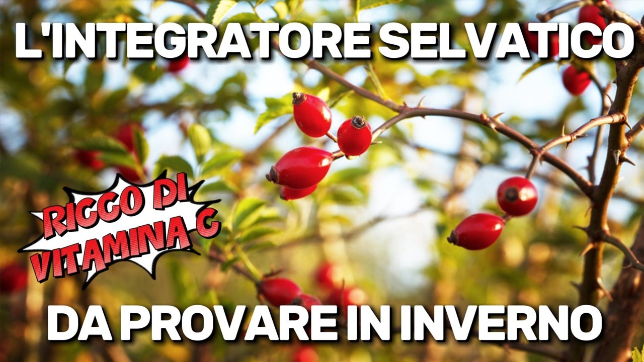 Rosa canina: benefici reali e come non perdere la vitamina C