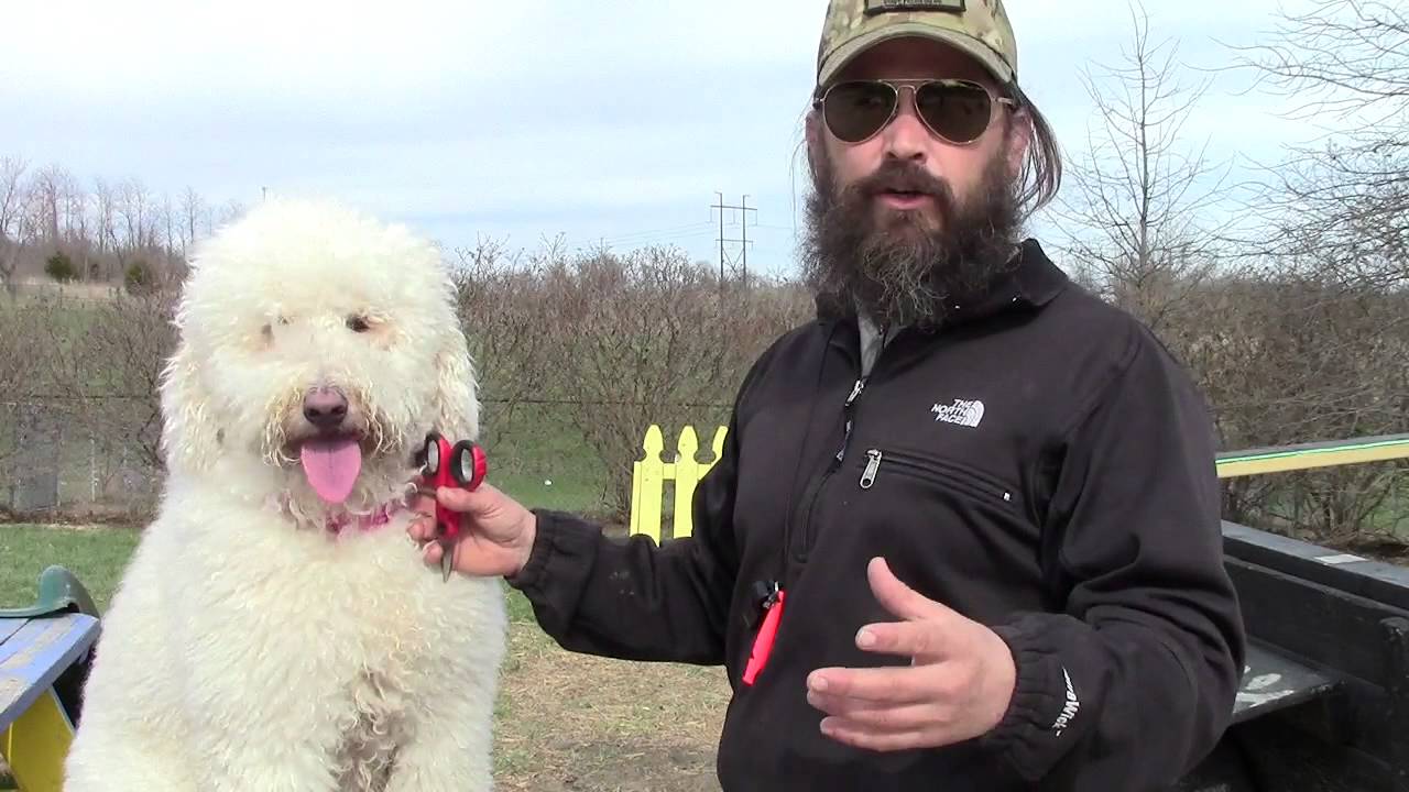 Goldendoodle Eye Maintenance YouTube goldendoodle-eye-maintenance-youtube