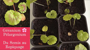 Comment faire pousser des graines de géranium ?