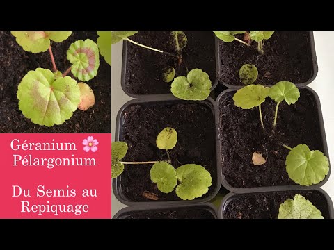 Vidéo: Germination des graines de géranium - Comment et quand planter des graines de géranium