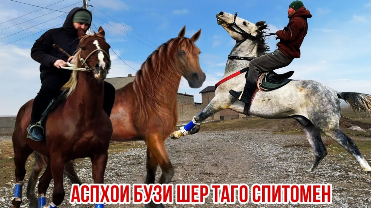 Орловская Кара байир аспи бузи ба гарантия Шерзод ака Чангоб 7 февраля 2026 г.