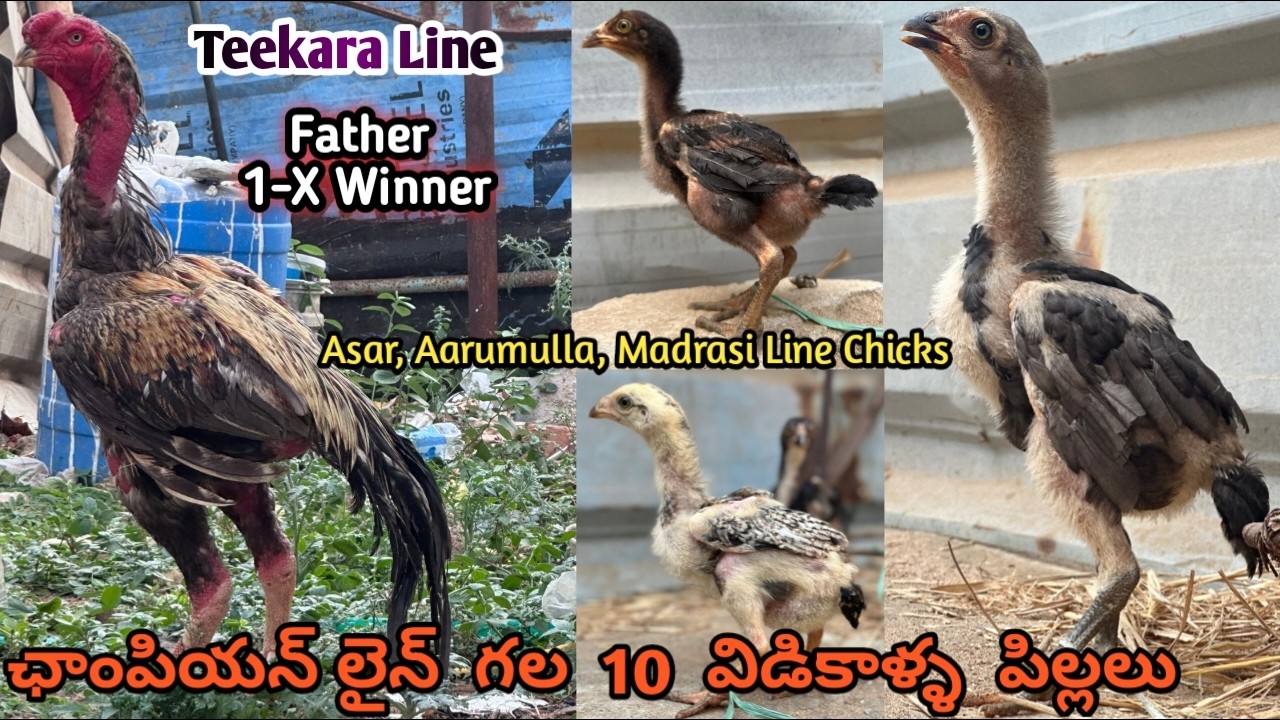 Champion Line Quality Chicks||7995474187||Yakudh,Dhumar, Jawa & Kagar ||Teekara Line||Vidikalla....!