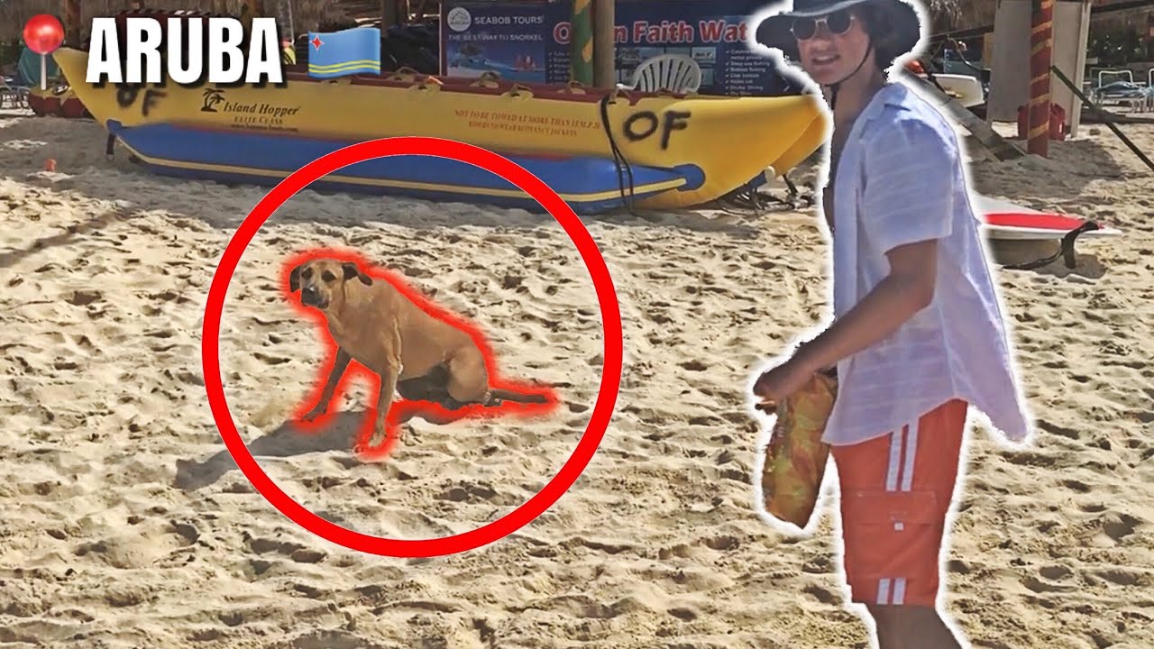 Are There A Lot Of Stray Dogs In Aruba?