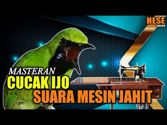 MASTERAN CUCAK IJO SUARA MESIN JAHIT class=