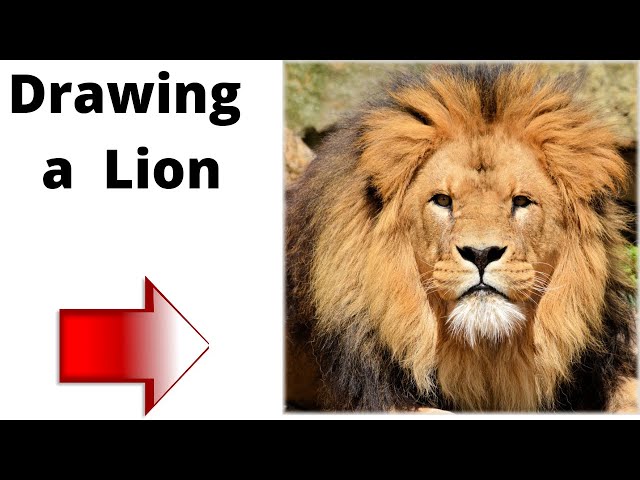 How to Draw an Asian Lion (Wild Animals) Step by Step |  DrawingTutorials101.com