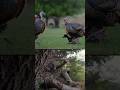 Один шанс, один выстрел история успешной охоты на индейку 🦃#shortvideo #shortsviral #turkey #hunting