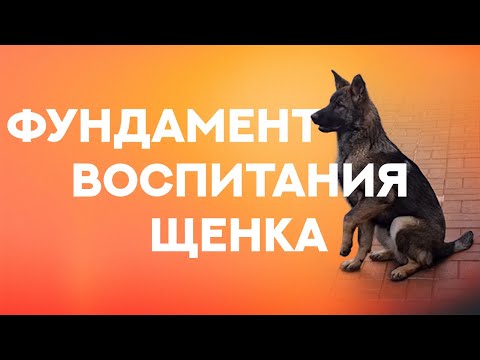 Видео: Как приручить ленивую собаку: 7 шагов (с иллюстрациями)