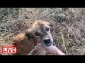 One more poor dog abandoned in a shocking condition. He is close to die they abandoned him .