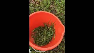 Fresh grass sampling for silage making.