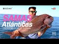 Samas Atlánticas, Documental en el que capturaremos a la gran Sama del Atlántico.