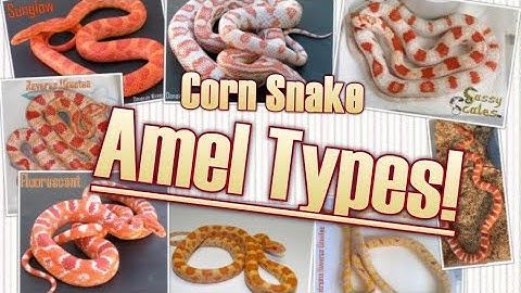 Types of AMELANISTIC Corn Snakes! Corn Snake Morph Deep Dive