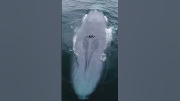 Thumbnail of Blue Whale: The Largest Animal In The World