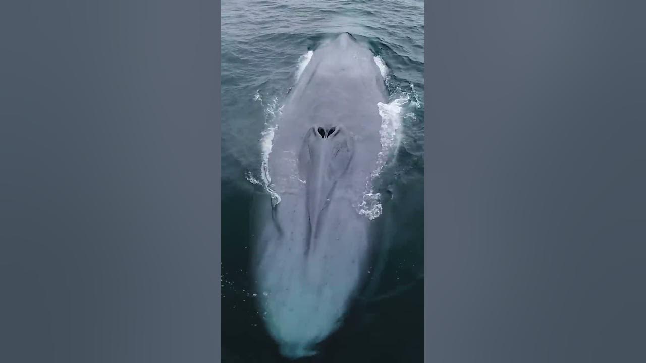 Blue Whale: The Largest Animal In The World