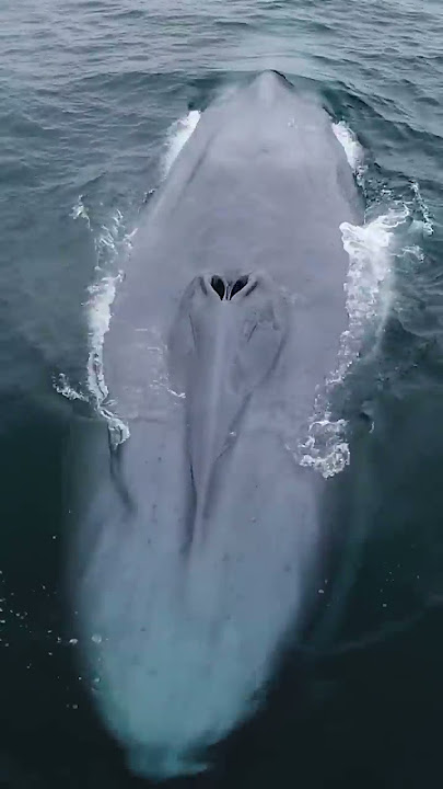 Blue Whale: The Largest Animal In The World