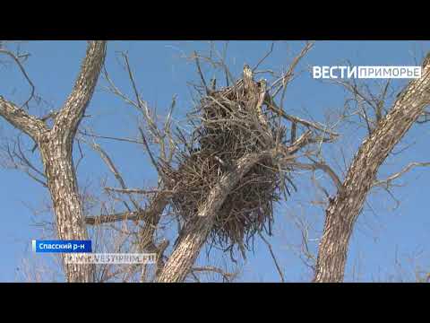 Видео: Предястие за рибни гнезда