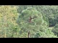 석류도 소나무🌲입니다 여기저기석류가많이열려있습니다