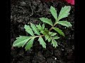 Growing Marigolds- From seed to 1 month