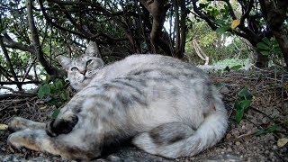 植込みの中に引きこもる猫