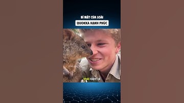 Bí mật của loài Quokka đáng yêu
