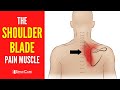 The shoulder blade pain muscle how to release it for instant relief