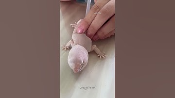 The SHOCKING Truth About Gecko Skin Shedding You Never Knew