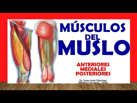 Video: ¿Cuál de los siguientes músculos se encuentra en el compartimento medial del muslo?