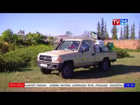 აზიური ფაროსანას წინააღმდეგ ბრძოლის ღონისძიებები გრძელდება.